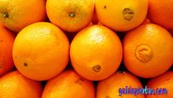 Desktop Hintergrund Orangen