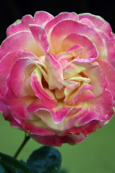 pink-gelbe Rose